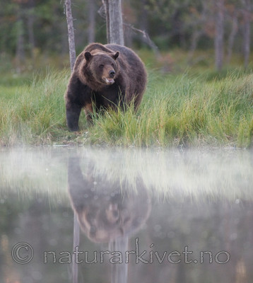 BB 10 0097 / Ursus arctos / Brunbjørn